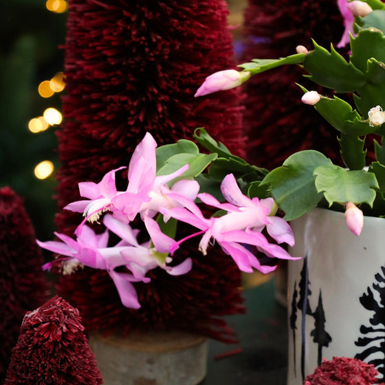 sweet pink blooms on holiday cactus for christmas decor