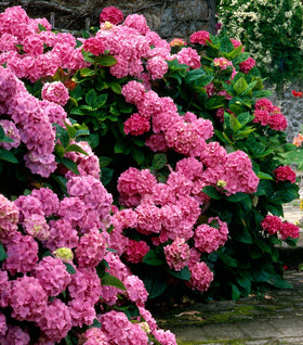 Endless Summer® Summer Crush® Hydrangea