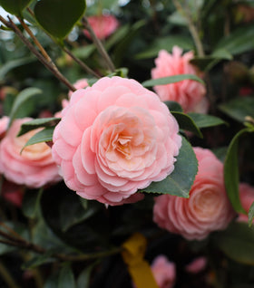 Pink Perfection Camellia
