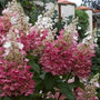 Pinky Winky Prime Hydrangea blooming with two-tone pink and white flower panicles