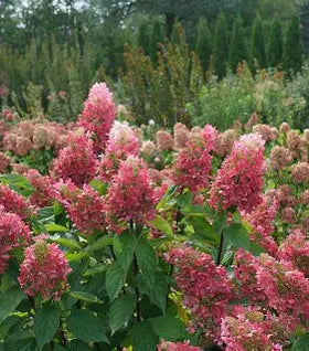 Pinky Winky® Prime Hydrangea