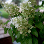 White hydrangea flower blooms with green leaves in a garden setting.