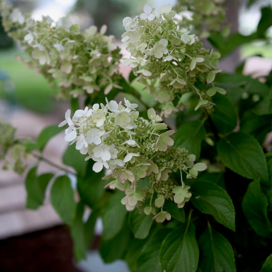 White hydrangea flower blooms with green leaves in a garden setting.