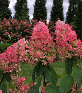 Pinky Winky® Prime Hydrangea