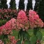 Pink hydrangea flower blooms with green leaves in a garden setting, with tall dark green trees and a cloudy sky in the background.