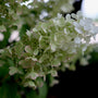 Close-up of white hydrangea flower clusters with green leaves in a garden setting.