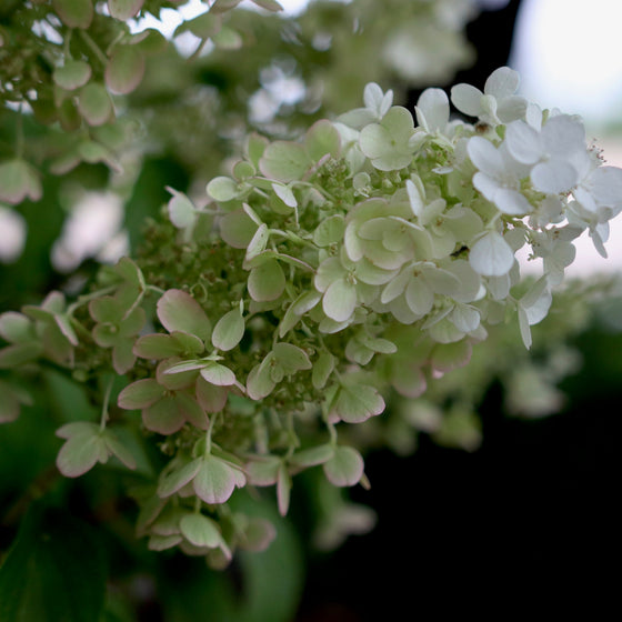 Close-up of white hydrangea flower clusters with green leaves in a garden setting.