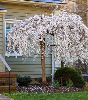 Weeping Yoshino Cherry Tree