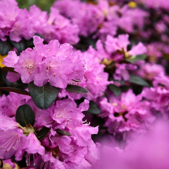 sweet lilac purple blooms on pjm rhododendron