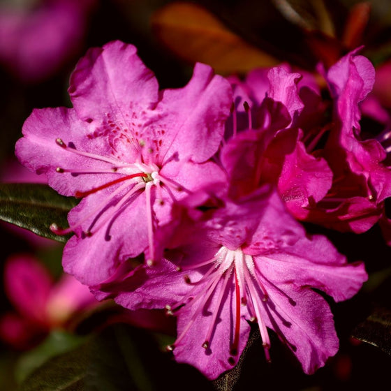 PJM Rhododendron bring bold color to an early spring yard