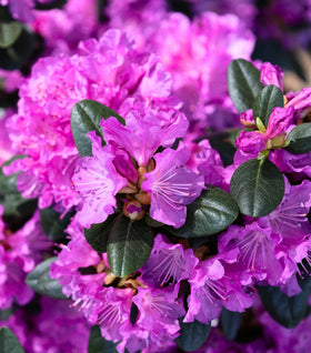 PJM Rhododendron