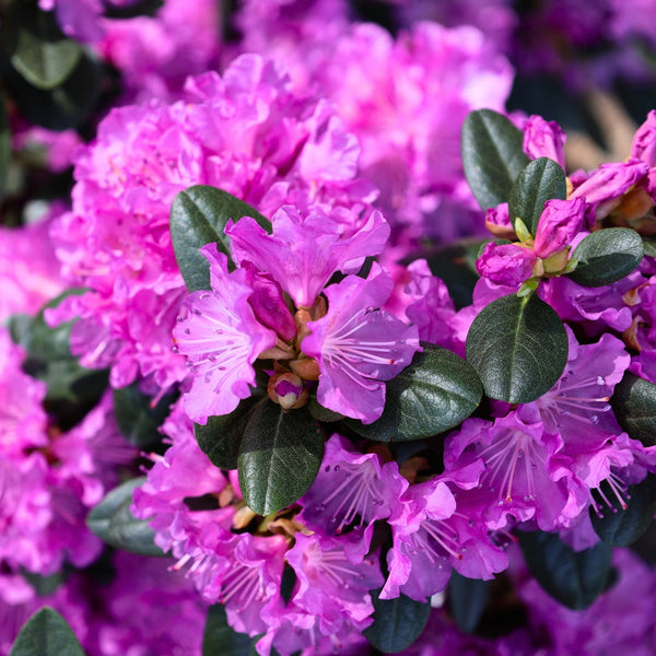 PJM Rhododendron - 3 Gallon Pot