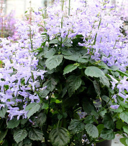 Plectranthus Velvet Idol