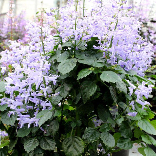 plectranthus money plant Plectranthus Velvet Idol