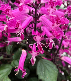 Plectranthus Velvet Starlet
