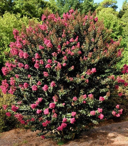 Plum Magic Crape Myrtle