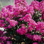 Lush green foliage and deep pink flower clusters of the plum magic crape myrtle
