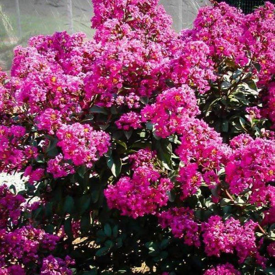 Lush green foliage and deep pink flower clusters of the plum magic crape myrtle