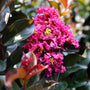 close up view of plum magic crape myrtle flower