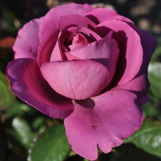 Plum Perfect Sunbelt Floribunda Rose | Purple Rose Bush | Garden Goods ...