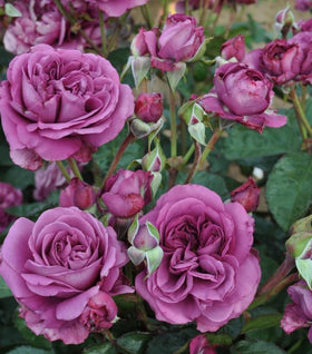 Plum Perfect Sunbelt Floribunda Rose Bush