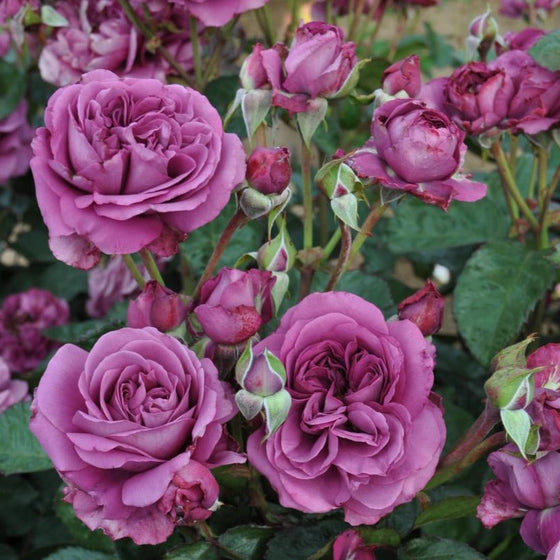 light purple rose