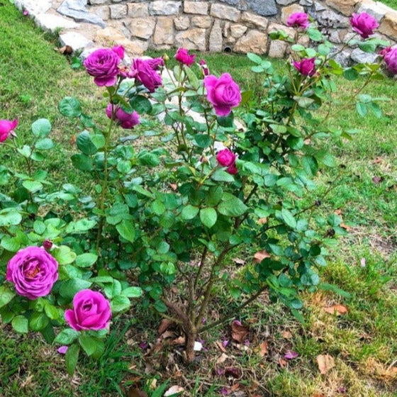 Plum Perfect Sunbelt Purple floribunda roses full shrub with many purple flowers
