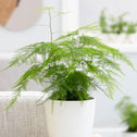 soft green foliage on Asparagus setaceus Plumosa indoor fern