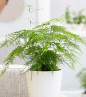 Plumosa Asparagus Fern