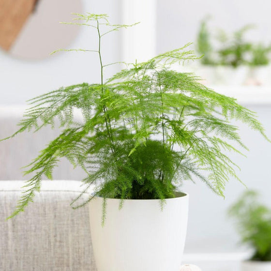 soft green foliage on Asparagus setaceus Plumosa indoor fern