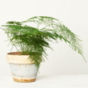Plumosa Asparagus Fern Plant in decorative pot
