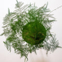 Plumosa Asparagus Fern Plant showing it's light green foliage and full lush habit
