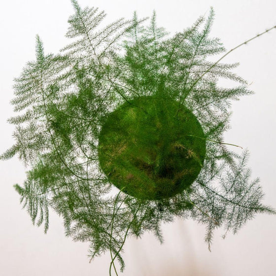 Plumosa Asparagus Fern Plant showing it's light green foliage and full lush habit