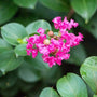pink flower cluster of the pocomoke crape myrtle surrounded by rounded green foliage