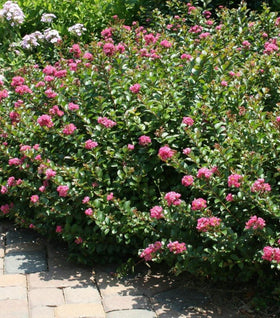 Pocomoke Crape Myrtle