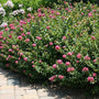 Crape Myrtle Pocomoke Shrubs used in a border garden with little pink flower clusters
