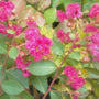 Crape Myrtle Pocomoke bright bring flower petals with bright green leaves and red stems
