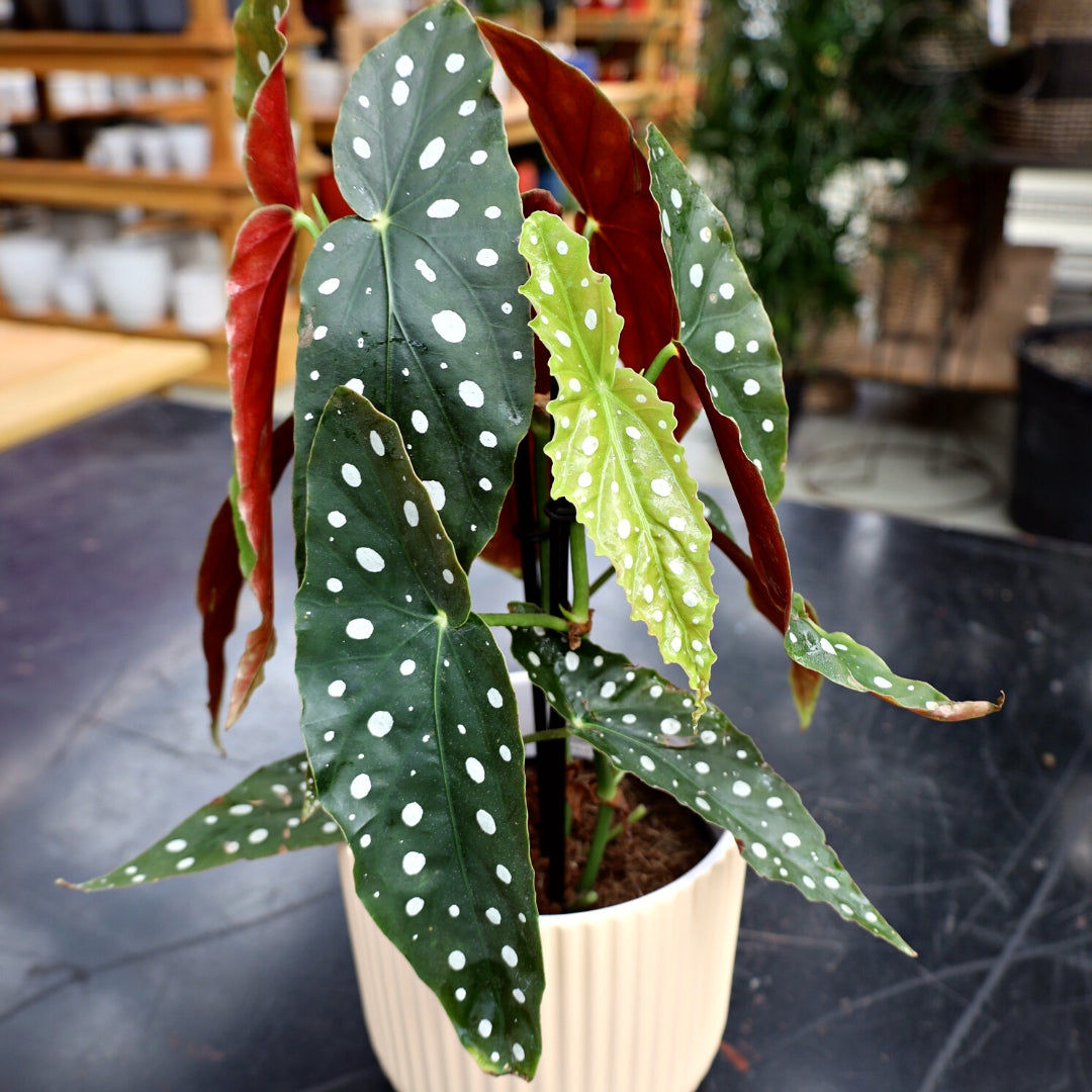 house plant with spotted leaves Polka Dot Angel Wing Begonia
