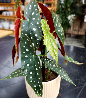 Polka Dot Angel Wing Begonia