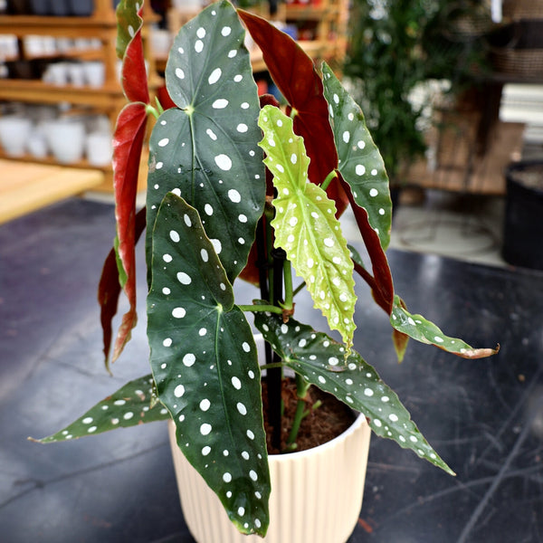 polka dot philodendron Polka Dot Angel Wing Begonia Plants For Sale