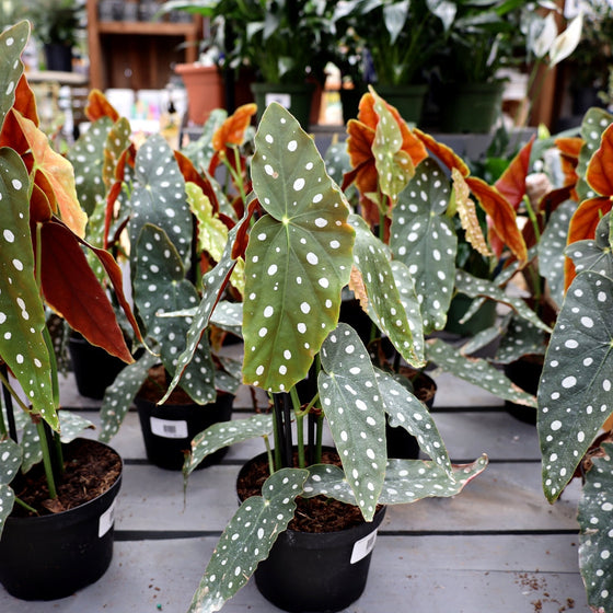 angel wing polka dot begonias