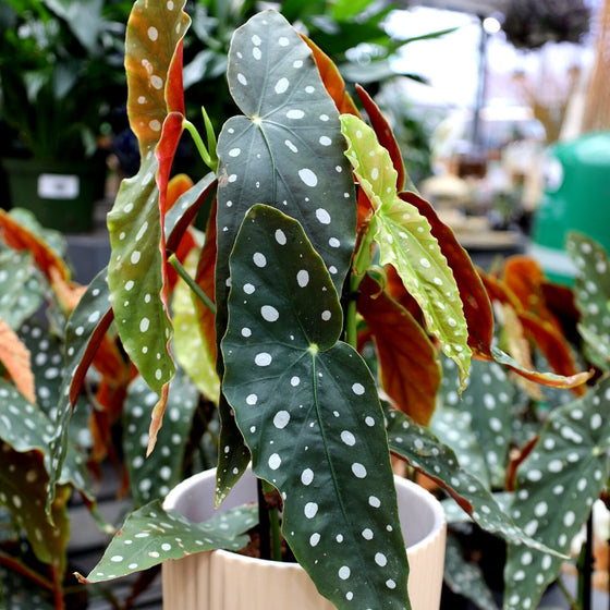 Polka Dot leaved begonia plant or Spotted Angel Wing House Plant