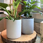pompei planters with coffee plant and philodendron birkin