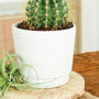 cactus in a pumice white ceramic plant vase