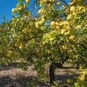 ponderosa citrus tree fully grown in an orchard