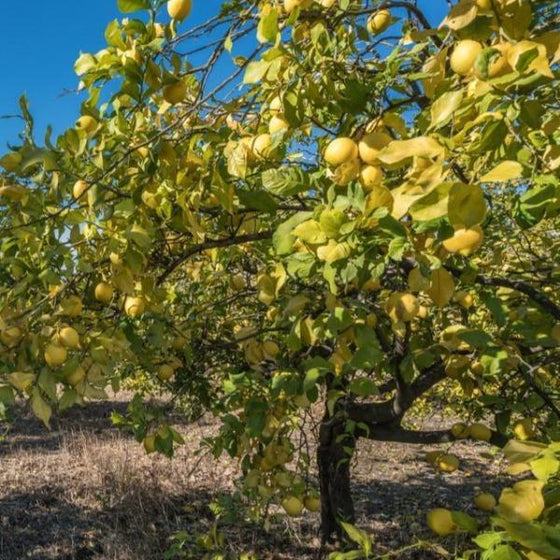 ponderosa citrus tree fully grown in an orchard