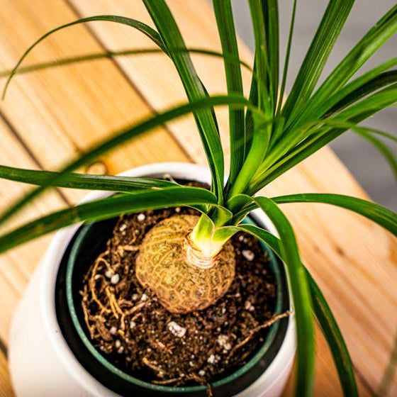 Close up of bushy bright green leaves of Ponytail Palm Tree