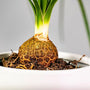 detailed roots view of Ponytail Palm Plant