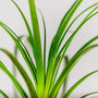 detailed view of Ponytail Palm Plant