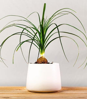 Ponytail Palm